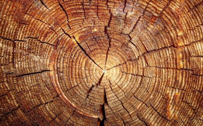 4 Способа правильно спилить дерево