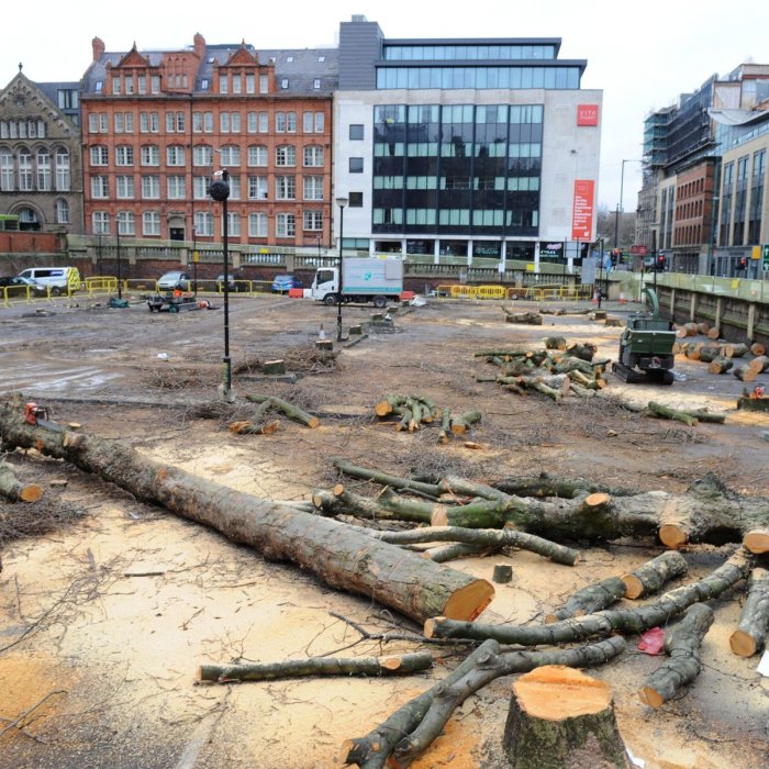 Законная вырубка деревьев в городе